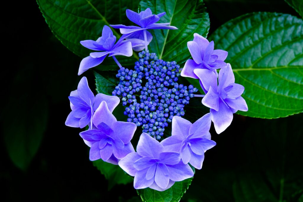 Purple Flowers