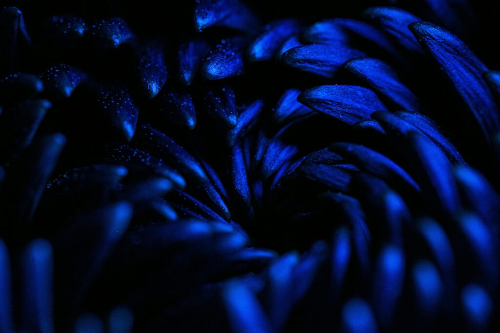 Dark Blue Flower up close