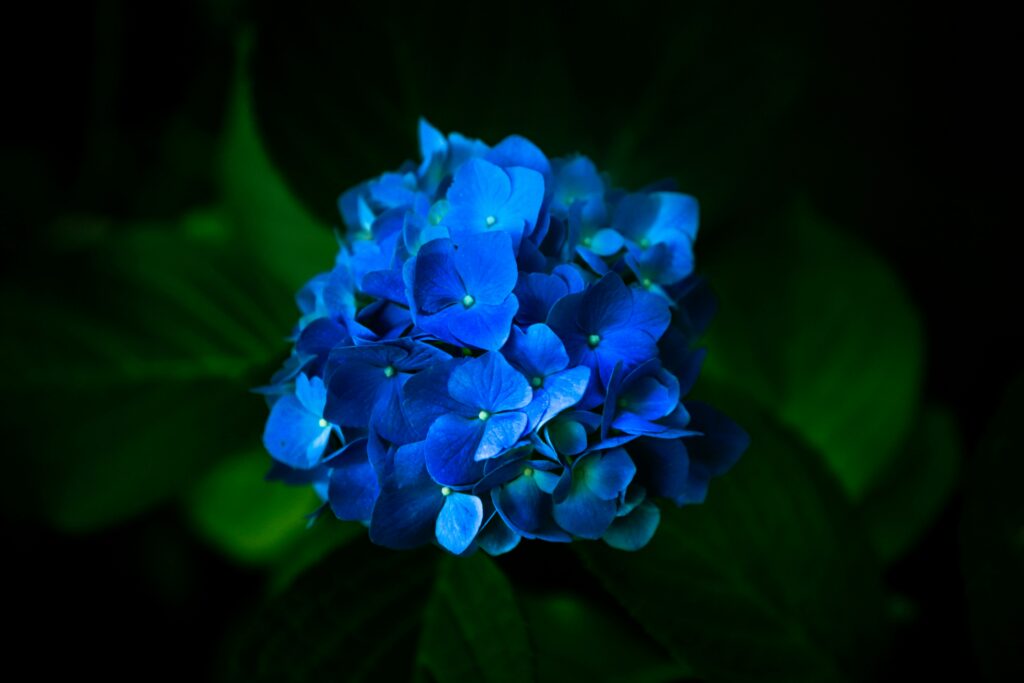 Blue flower close up