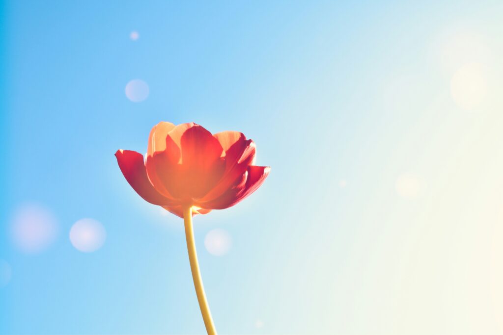 Single red tulip in the sunshine