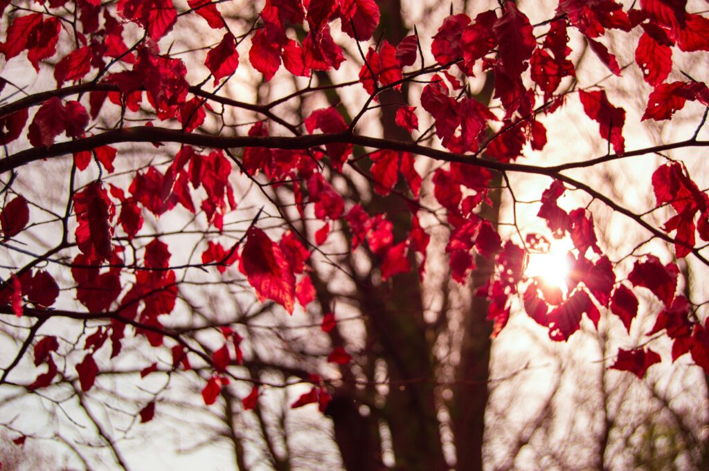 Fall leaves in the sun