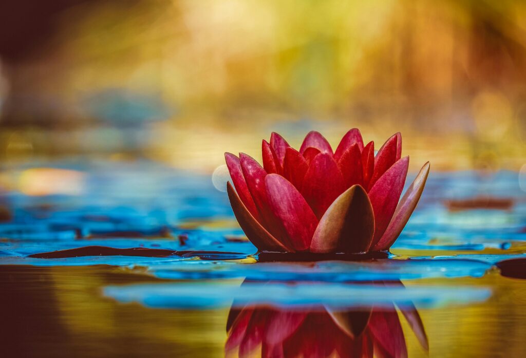 Floating wildflower