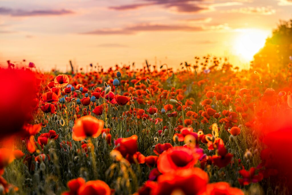 Sunny wildflower field