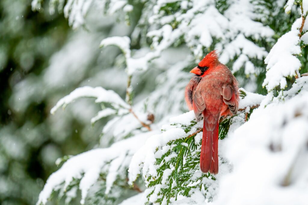 Male cardinal in the snowy pine trees