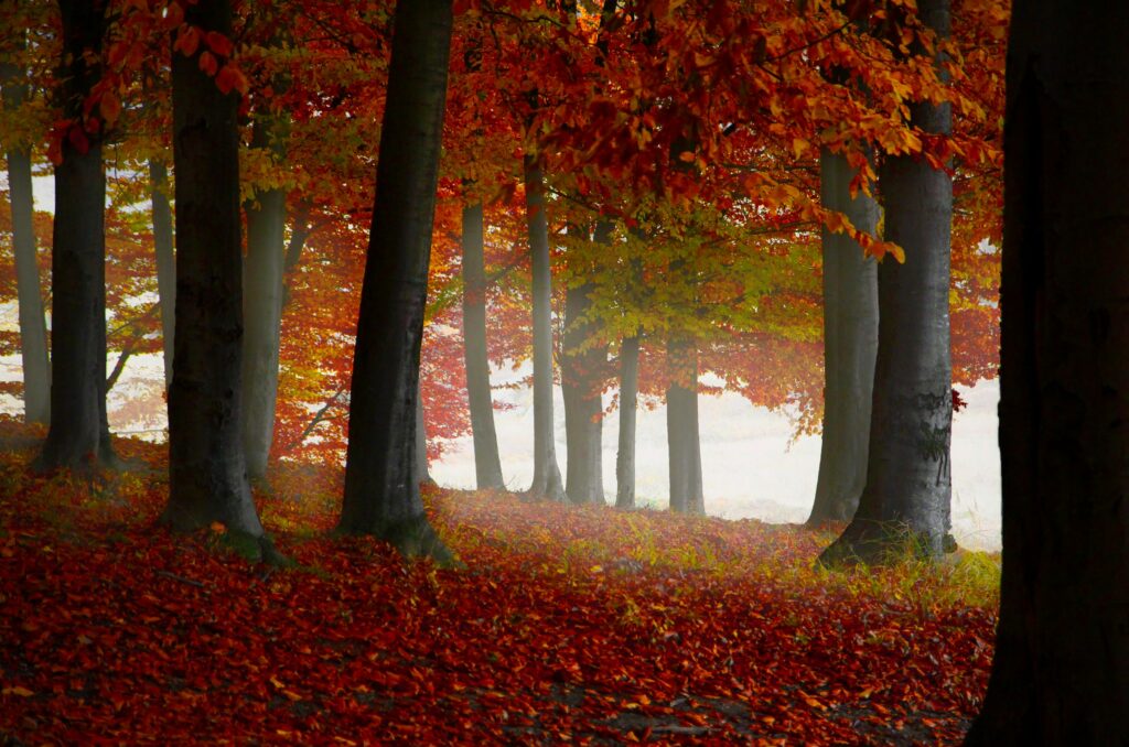 Reddish Orange Forrest