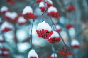 Snowy Trees
